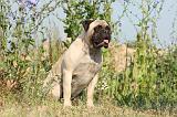 BULLMASTIFF 232